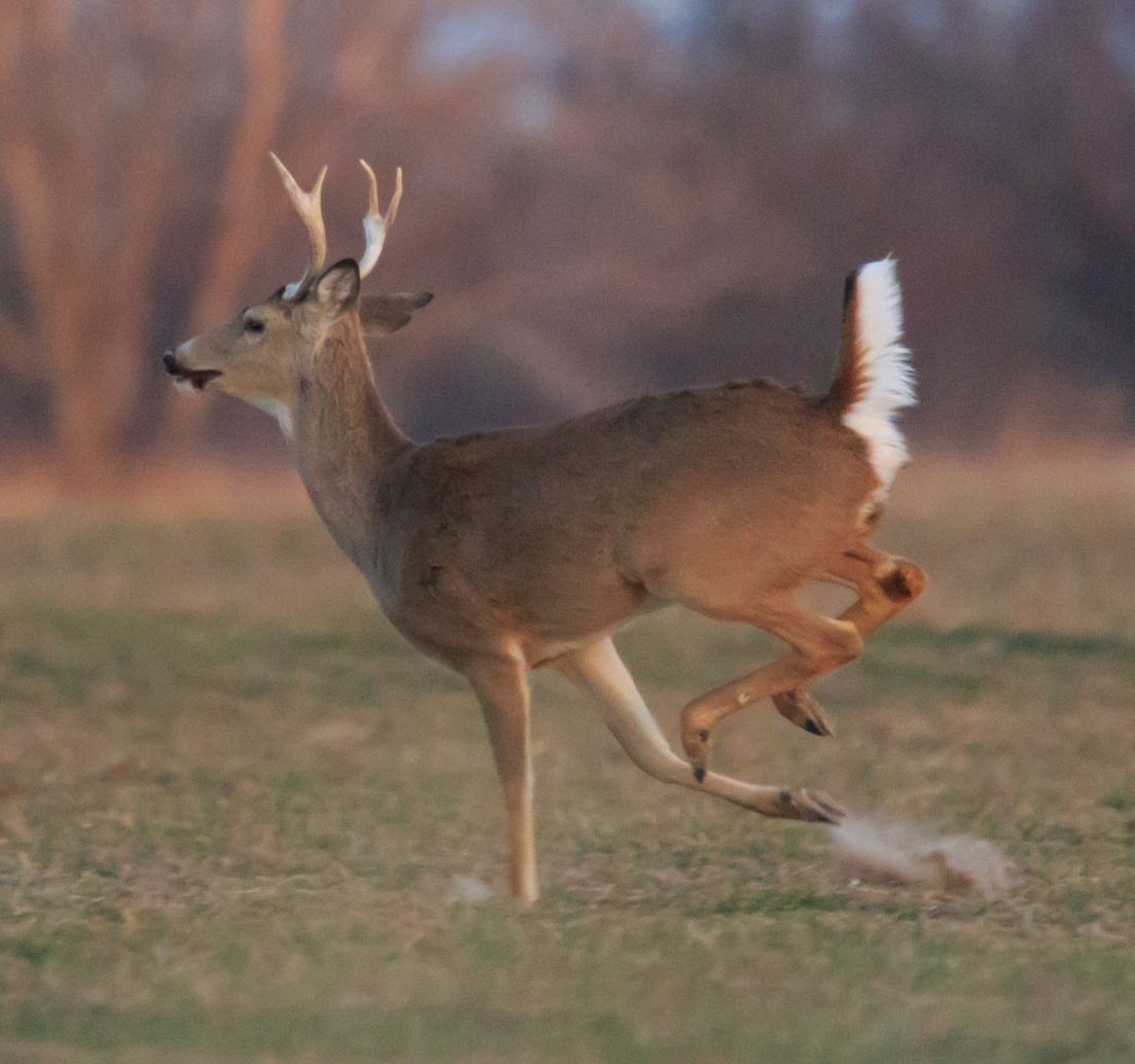 Deer Running - CTM Labeling Systems
